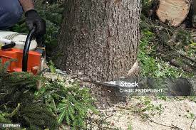 Eagle Lake, TX Tree Removal Company