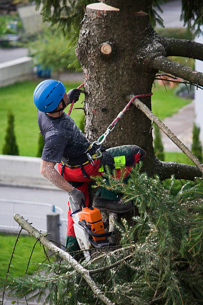How Our Tree Care Process Works  in  Eagle Lake, TX